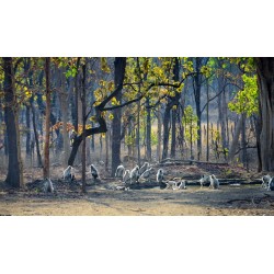 Kanha + Pench National  Park  4N/5D